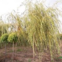 側(cè)柏 漳河柳 金絲垂柳 元寶楓 營養(yǎng)杯 白皮松 油松 華山松 垂柳
