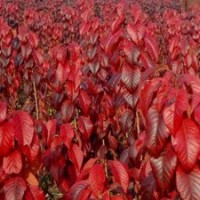 123456公分北美海棠苗