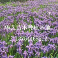 河北苗木/河北苗木價格金葉蕕