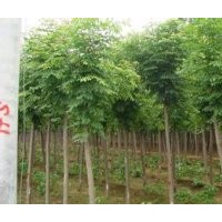 金枝槐五角楓千頭椿金葉榆泡桐柿子樹金枝白蠟