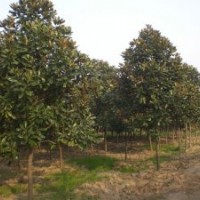 供應(yīng)綠化苗木大葉女貞、紅葉李小苗、平枝荀子、北美海棠木繡球、