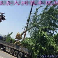 購買銀杏樹到山東郯城銀杏苗圃