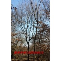 出售移栽全冠樸樹
