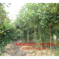 2公分3公分4公分5公分紅葉石楠獨(dú)桿 /紅葉石楠1-5公分