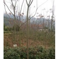 出售1-40公分欒樹