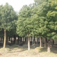 湖南益陽香樟小苗,湖南移植香樟樹 益陽--最實惠香樟基地供