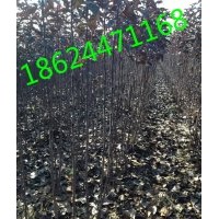 急售王族海棠|紅麗海棠