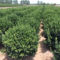 供應(yīng)煙臺招遠冬青苗球，大葉黃楊球苗，木槿，北海道黃楊