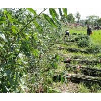 供應(yīng)美國竹柳3號0.8到2公分高1.7到3米種苗