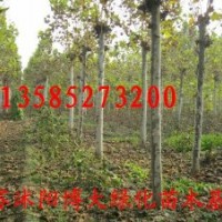 法桐價(jià)格報(bào)價(jià)/江蘇產(chǎn)地法桐價(jià)格報(bào)價(jià)