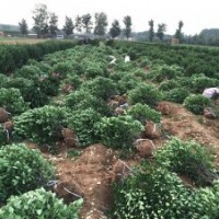 供應(yīng)大葉黃楊球，大葉黃楊苗