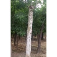 法桐價格，哪里有法桐哪里有法桐基地