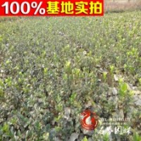 批發(fā)苗木 【扶芳藤】金邊扶芳藤