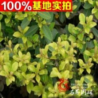 大量批發(fā)日本女貞，日本女貞球