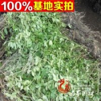 基地直銷優(yōu)質(zhì)灌木 黃馨 云南黃馨