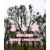 供應(yīng)苗圃熟貨茶條槭