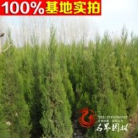 供應四季常青 成活率的圓柏