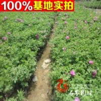 基地直銷 鉆石玫瑰 玫瑰小苗 大苗