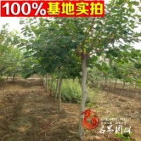 黃櫨基地大量批發(fā)各種規(guī)格的黃櫨