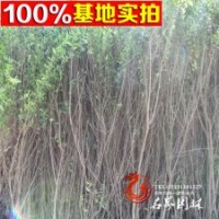 蘇北花石榴基地低價供應花石榴