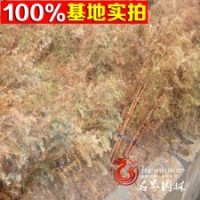 水杉基地常年供應(yīng)水杉苗 各種規(guī)格