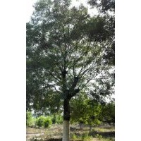 出售國槐，哪里有國槐，國槐價格