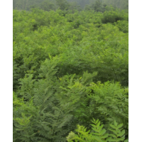 供應(yīng)國槐，黃金槐，白蠟，法桐.皂角，絨花