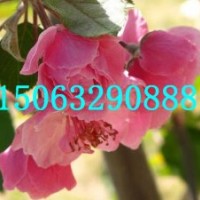 白蘭地海棠苗，白蘭地海棠價格，臨沂白蘭地海棠接穗