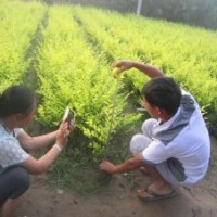 金葉榆 金葉蕕 紅葉小檗 朝鮮黃楊