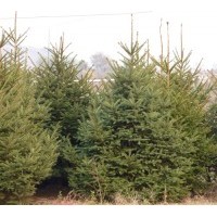 云杉，云杉苗，云杉樹苗，云杉價(jià)格，云杉基地