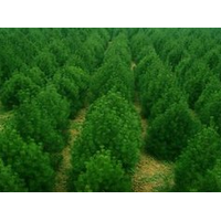 供應(yīng)白皮松