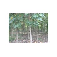 烏桕，馬褂木，樸樹