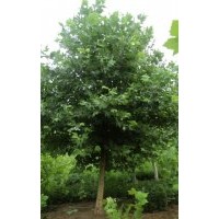 河北省保定市苗木花卉法桐基地