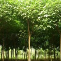 重陽木 重陽木產(chǎn)地