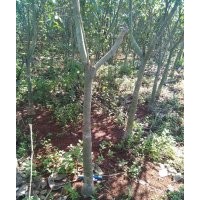 發(fā)財(cái)樹地苗