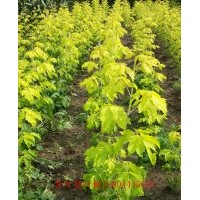 金葉復(fù)葉槭