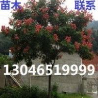 10公分大葉女貞價(jià)格，江蘇鹽城10公分大葉女貞價(jià)格