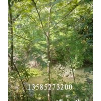楓楊價(jià)格報(bào)價(jià)/江蘇產(chǎn)地楓楊價(jià)格報(bào)價(jià)