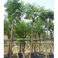 廣東臺灣欒樹-云南臺灣欒樹-四川臺灣欒樹-湖南臺灣欒樹-貴州臺灣