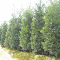 廣東羅漢松-云南羅漢松-四川羅漢松-貴州羅漢松-廣西羅漢松-湖南