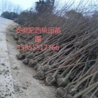 烏桕，安徽烏桕，烏桕價格，烏桕求購，