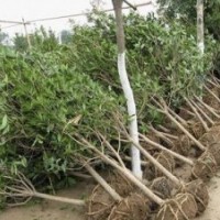 桂花，安徽桂花，桂花價格，桂花求購