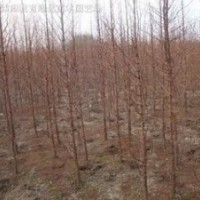 最新供應10公分水杉價格 江蘇5公分水杉價格 水杉產(chǎn)地