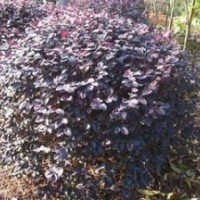 供應(yīng)紅花繼木，數(shù)量多，苗圃直銷