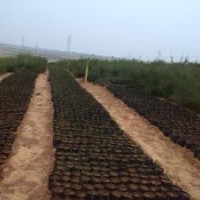 供應(yīng)各種規(guī)格木麻黃、千頭木麻黃、相思、馬占相思等袋裝苗木