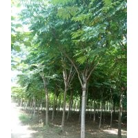 落葉系喬木 -欒樹 欒樹價格 欒樹小苗供應(yīng)