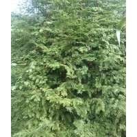 水杉苗，水杉苗價格，水杉小苗