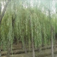 苗圃直銷12公分10公分垂柳價格 江蘇垂柳基地