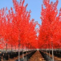 對美國紅點紅楓小苗進(jìn)行市場分析