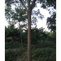 常年出售合歡各種規(guī)格的工程苗